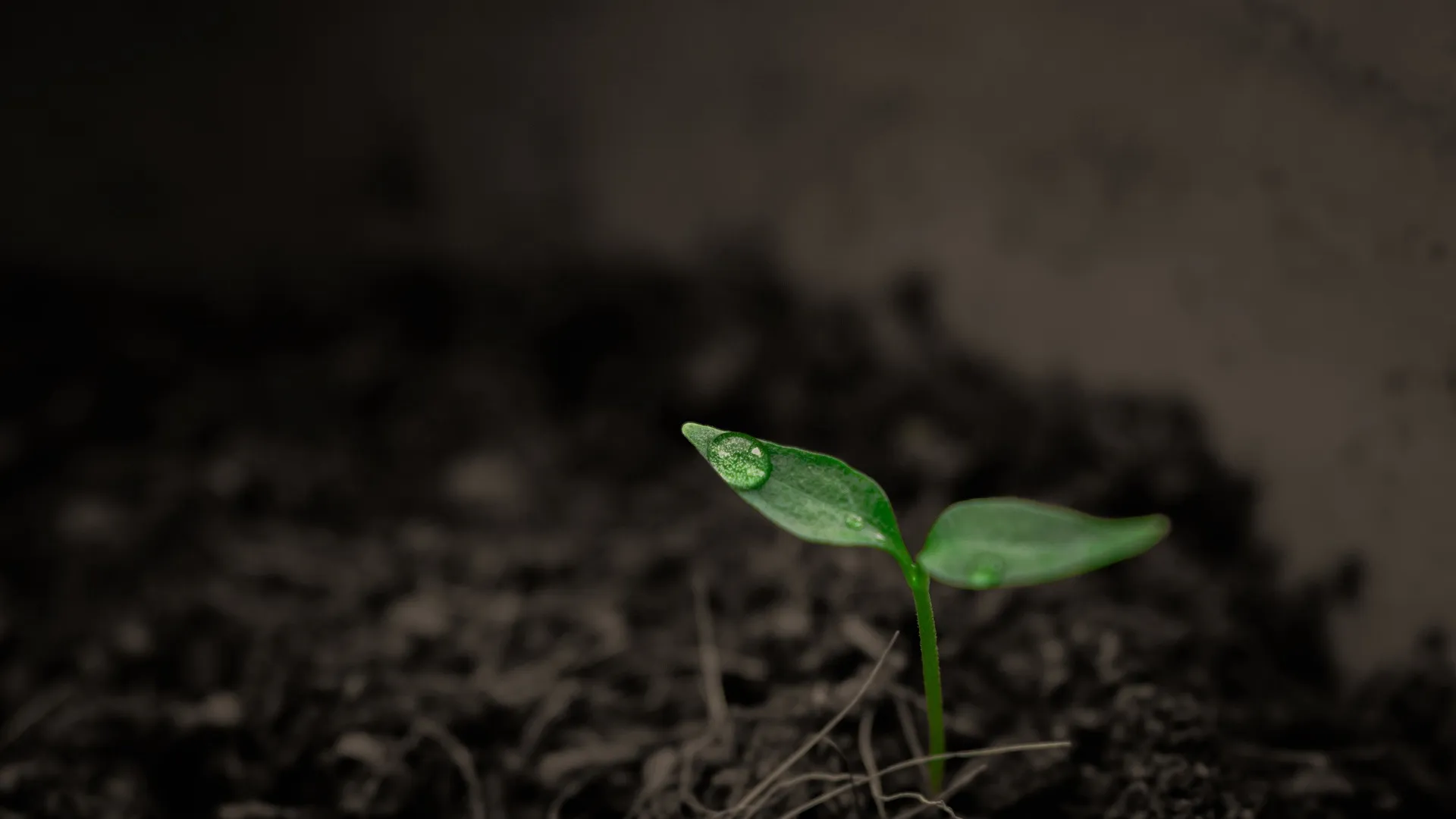 Biodiversität Boden